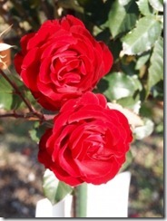 1327762_roses