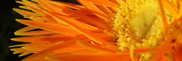 happy_flower_banner