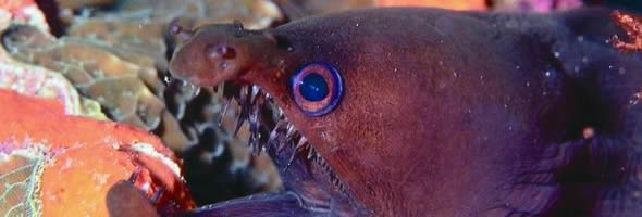 mean_purple_fishy_banner1