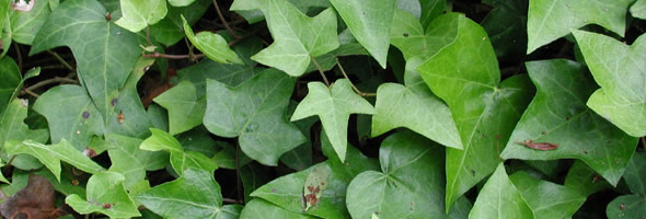 ivy_banner
