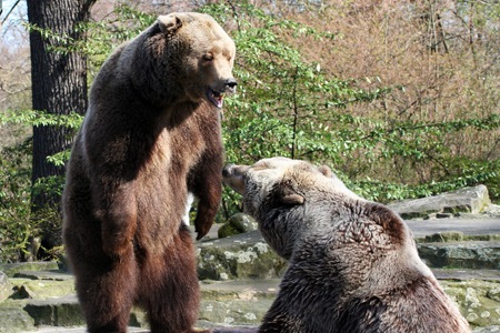 bear bear