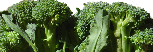 broccoli-banner broccoli-banner