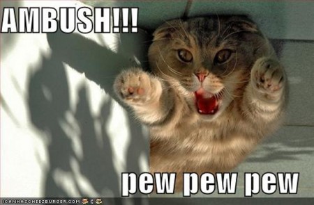 funny-pictures-ambush-cat1