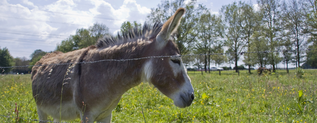 Guest Post: It’s Okay to be an Ass